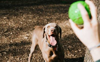 Product Review: Mutts, Grub, & Cantina Cool — A Dog’s Hooman Dreams